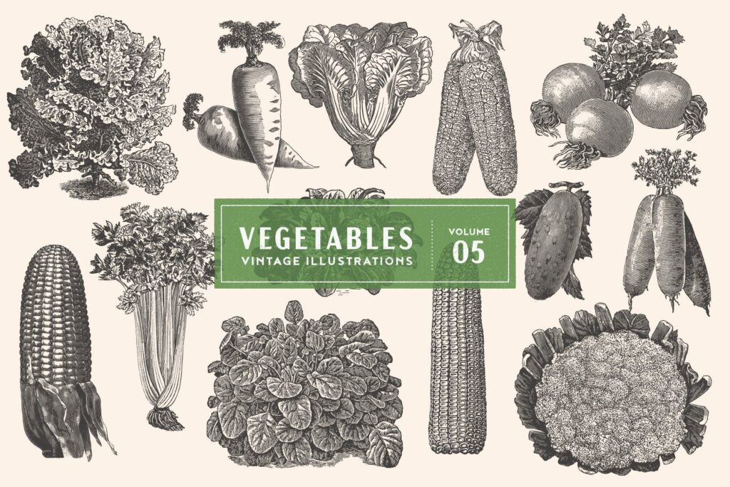 3个古董雕刻风格的各种蔬菜插图餐饮美食品牌装饰图案Vintage Vegetable Illustrations Vol. 5