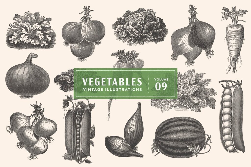 14个古董雕刻风格的各种蔬菜插图Vintage Vegetable Illustrations Vo l9